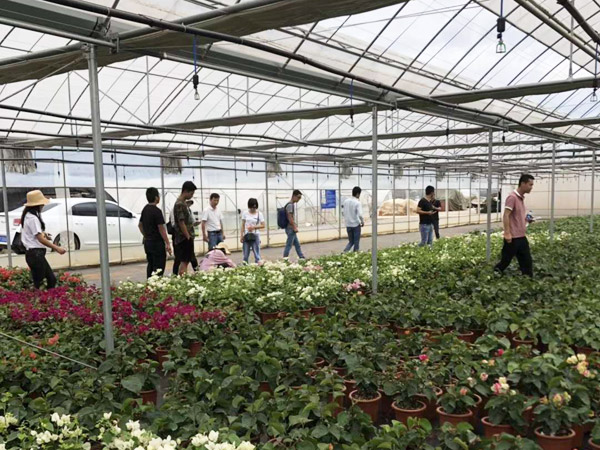 Kunming Bougainvillea industry